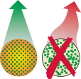 SALUC%20BALANCE.png?1693388545301